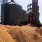 افزایش  ۲ برابری  خرید گندم در استان زنجان